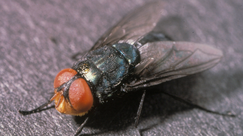 الدودة أكلة لحم البشر