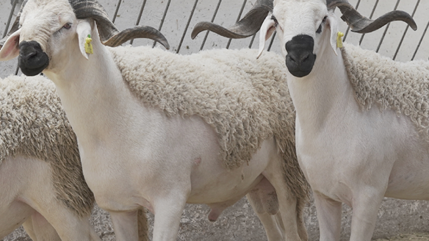 عيد الأضحى المغرب 2025