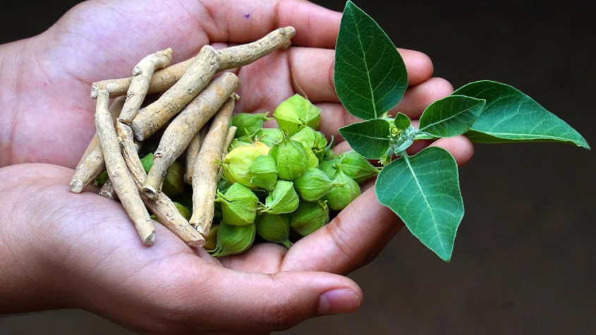 الأشواجندا – فوائد الأشواجندا وطريقة الاستخدام