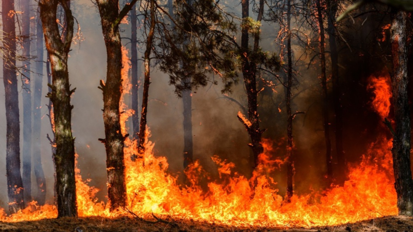 حريق شفشاون