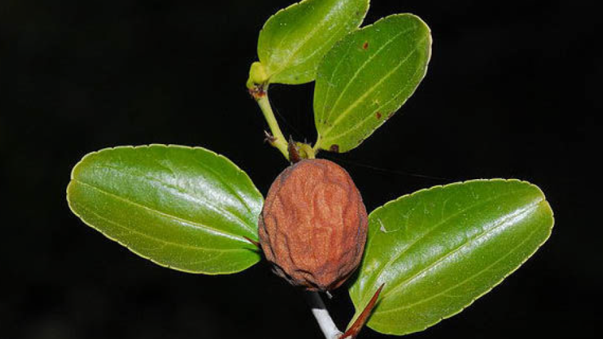 أقوى عشبة لفكّ السحر