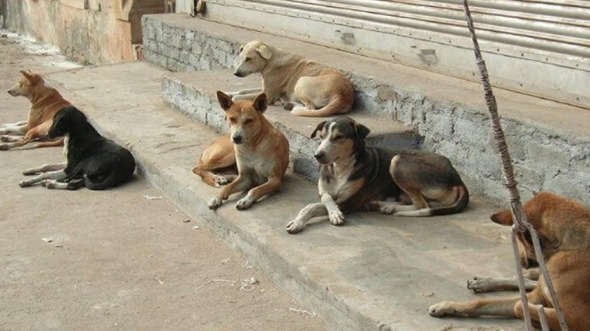 كلاب ضالة مكناس