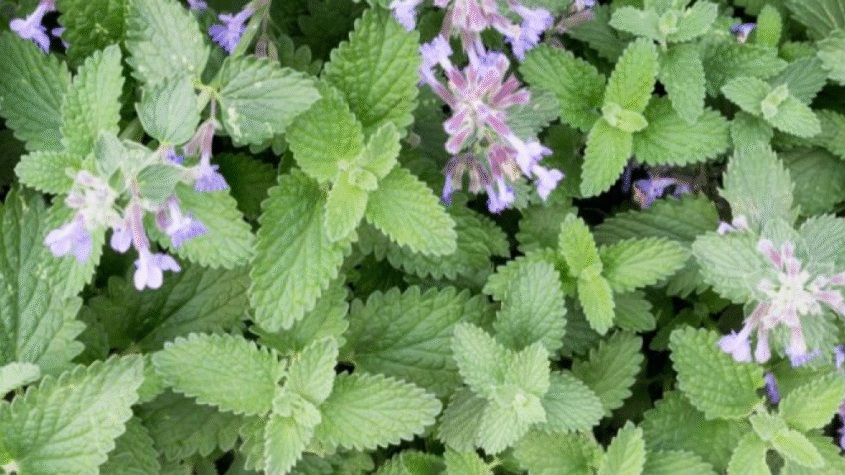 عشبة النيبو (النعناع البري)